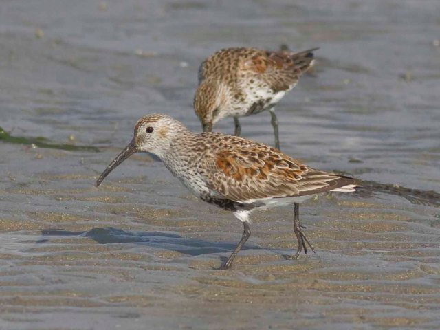 Dunlin